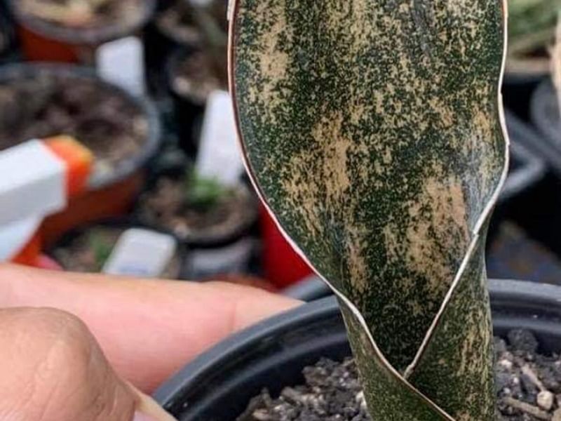 Sansevieria Kirkii Var. Pulchra | Sansevieria | Dracaenaceae