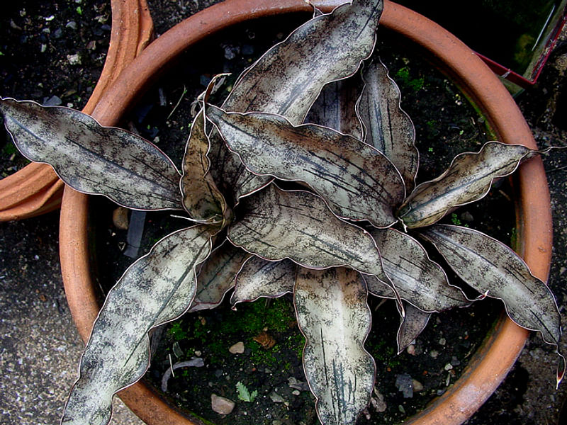 Sansevieria Kirkii Var. Pulchra | Sansevieria | Dracaenaceae