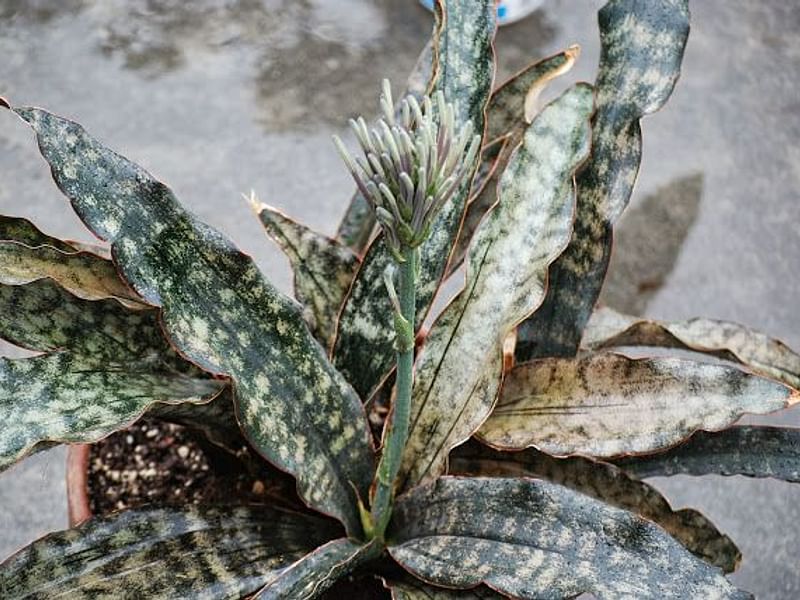 Sansevieria Kirkii Var. Pulchra | Sansevieria | Dracaenaceae
