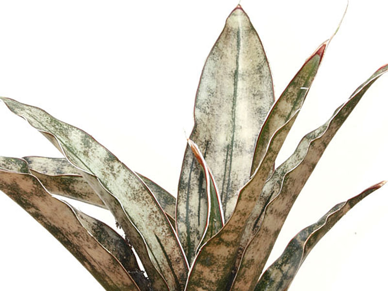 Sansevieria Kirkii Var. Pulchra | Sansevieria | Dracaenaceae
