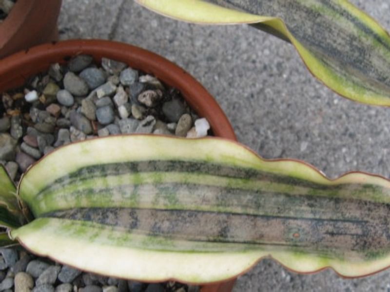Sansevieria Kirkii Var. Pulchra | Sansevieria | Dracaenaceae