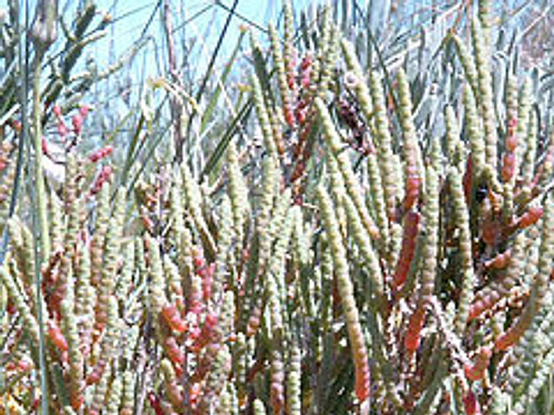 Sarcocornia | Amaranthaceae