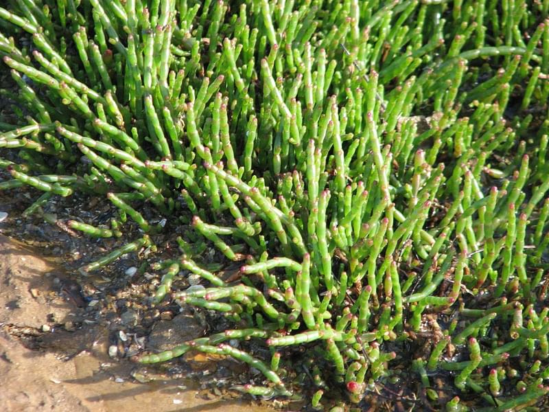 Sarcocornia | Amaranthaceae