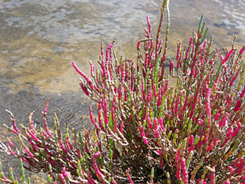 Sarcocornia | Amaranthaceae