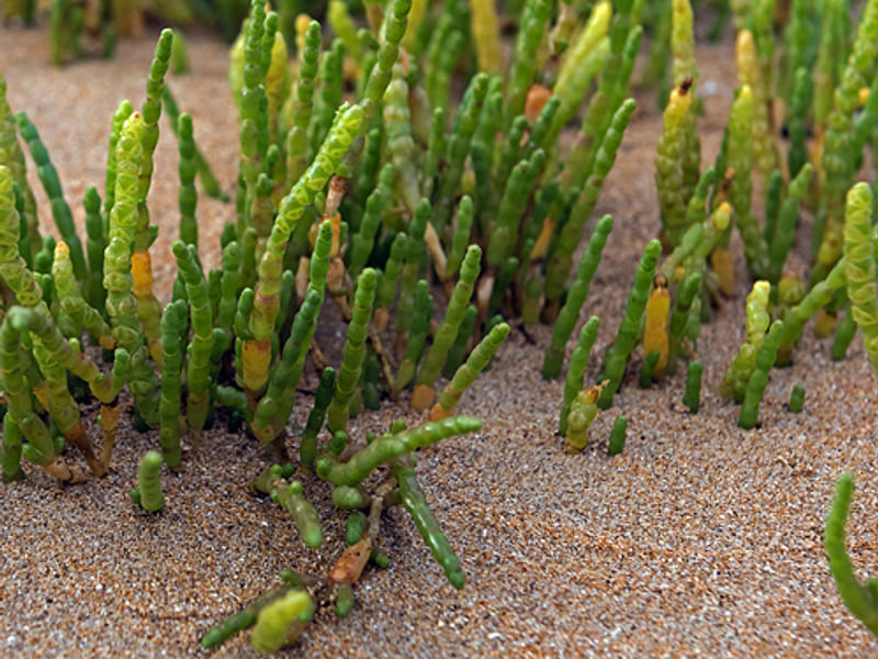 Sarcocornia | Amaranthaceae
