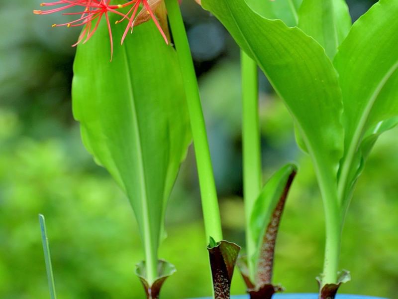 Scadoxus Multiflorus | Scadoxus | Amaryllidaceae