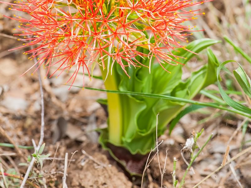 Scadoxus Puniceus | Scadoxus | Amaryllidaceae