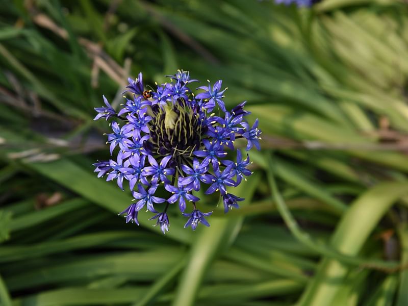 Scilla Peruviana | Scilla | Hyacinthaceae