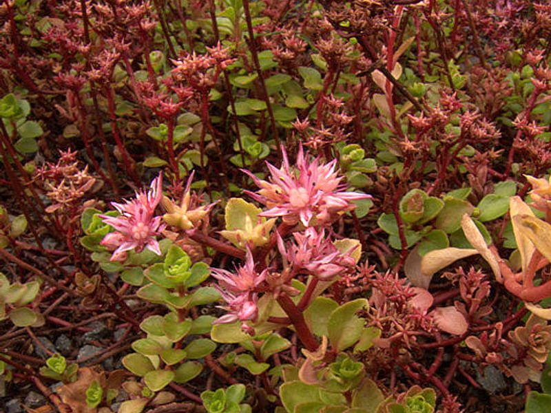 Sedum - incl. Hylotelephium, Phedimus, Rhodiola | Crassulaceae