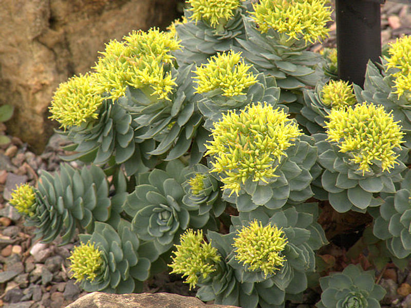 Sedum - incl. Hylotelephium, Phedimus, Rhodiola | Crassulaceae