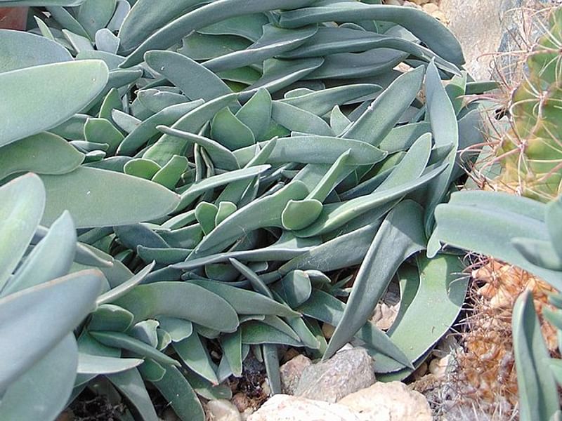 Sedum - incl. Hylotelephium, Phedimus, Rhodiola | Crassulaceae