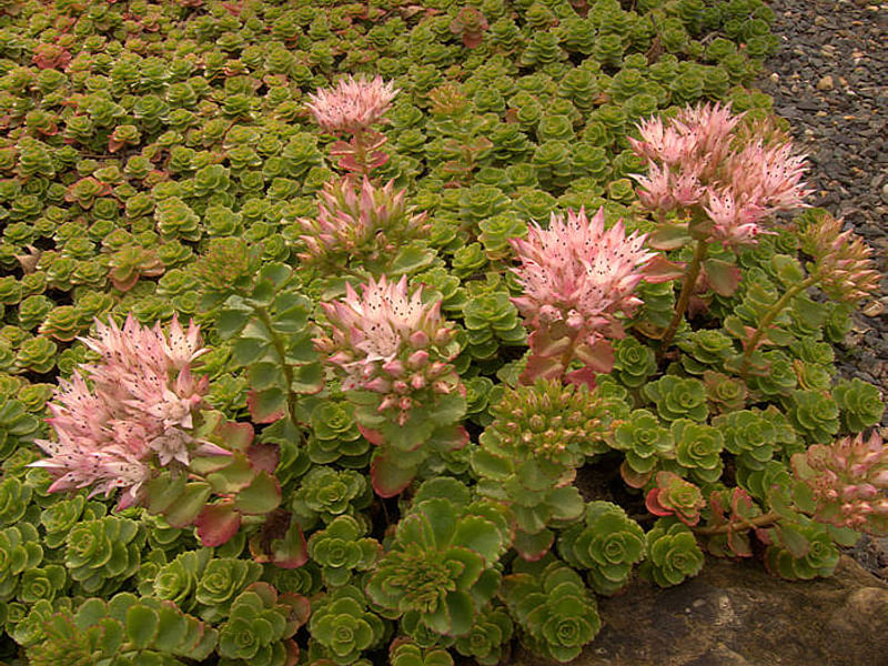 Sedum - incl. Hylotelephium, Phedimus, Rhodiola | Crassulaceae