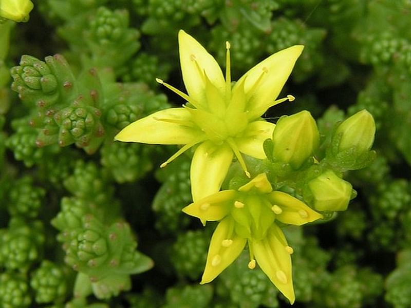 Sedum - incl. Hylotelephium, Phedimus, Rhodiola | Crassulaceae
