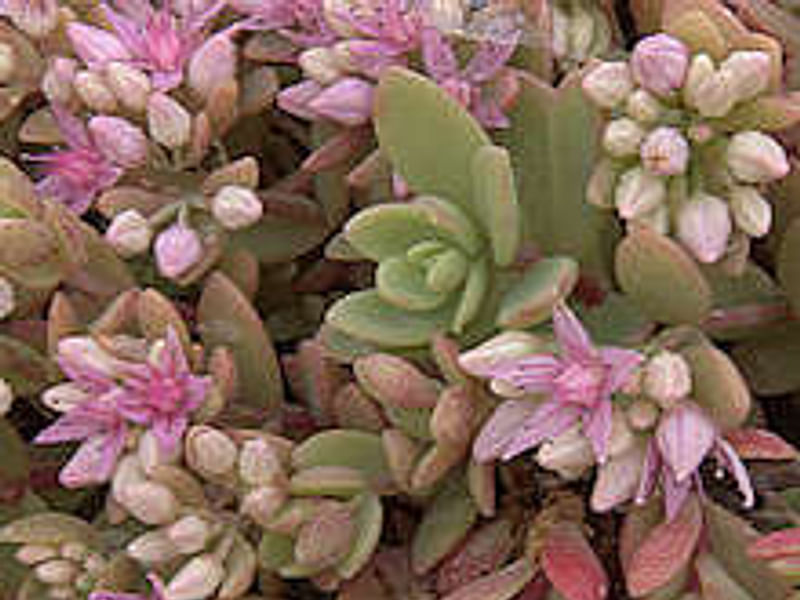 Sedum - incl. Hylotelephium, Phedimus, Rhodiola | Crassulaceae