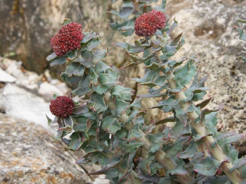Sedum - incl. Hylotelephium, Phedimus, Rhodiola | Crassulaceae
