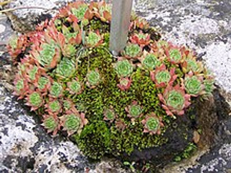 Sedum - incl. Hylotelephium, Phedimus, Rhodiola | Crassulaceae