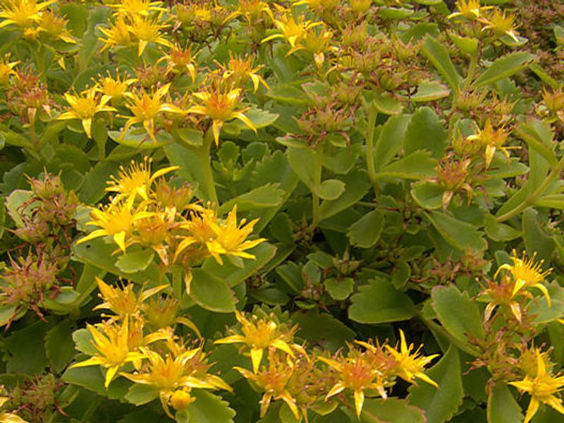 Sedum - incl. Hylotelephium, Phedimus, Rhodiola | Crassulaceae