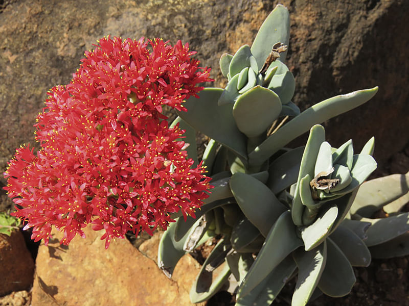 Sedum - incl. Hylotelephium, Phedimus, Rhodiola | Crassulaceae
