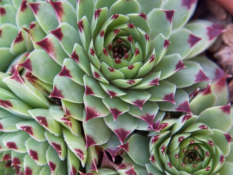 Sempervivum | Crassulaceae