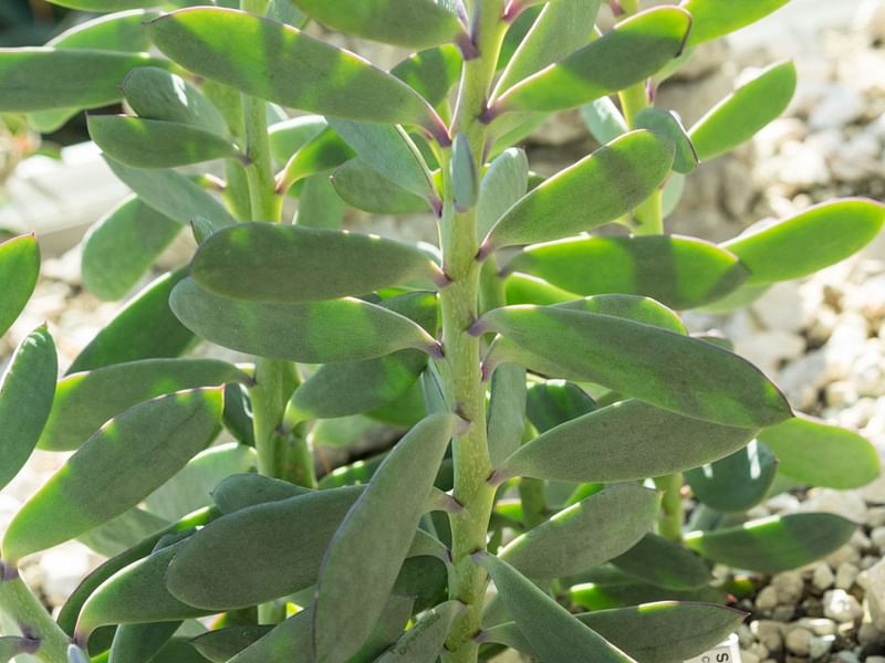 Senecio | Asteraceae