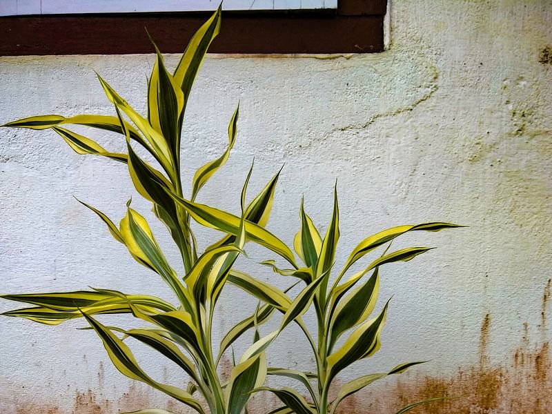 Senecio Articulatus | Senecio | Asteraceae
