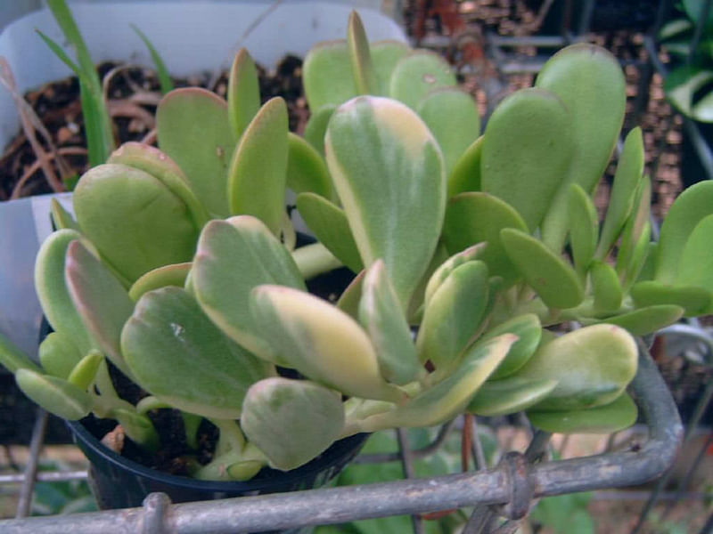 Senecio Jacobsenii Syn. Kleinia Petraea | Senecio | Asteraceae