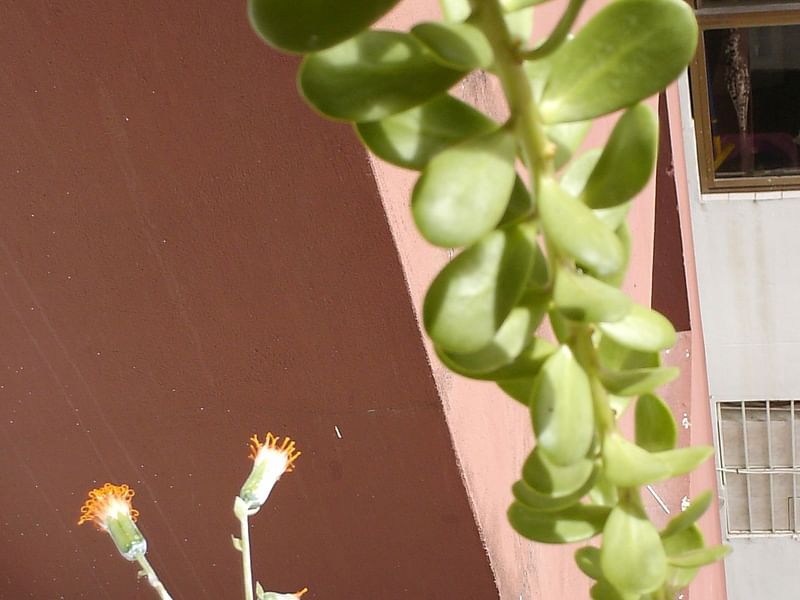 Senecio Jacobsenii Syn. Kleinia Petraea | Senecio | Asteraceae