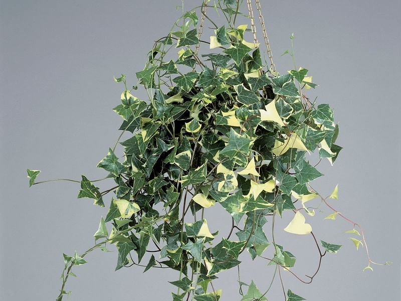 Senecio Macroglossus | Senecio | Asteraceae