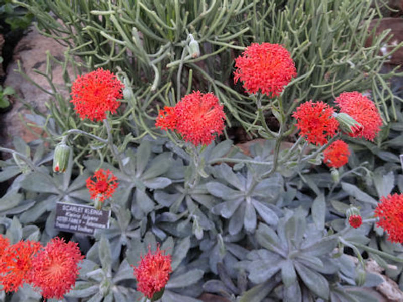 Senecio Nyikensis | Senecio | Asteraceae