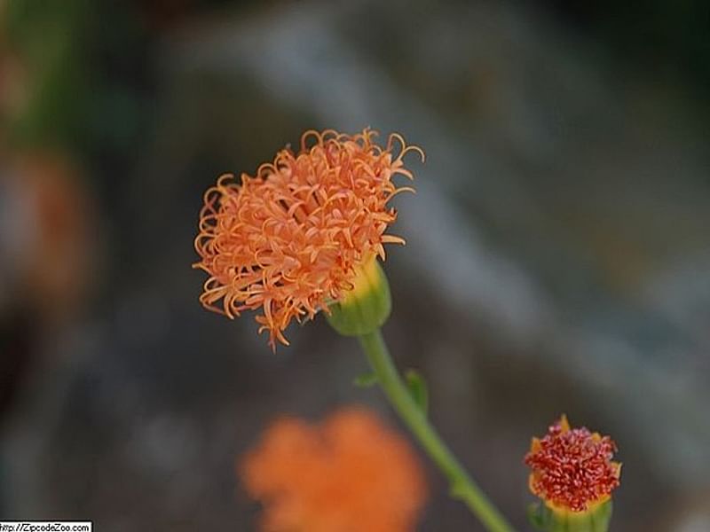 Senecio Nyikensis | Senecio | Asteraceae