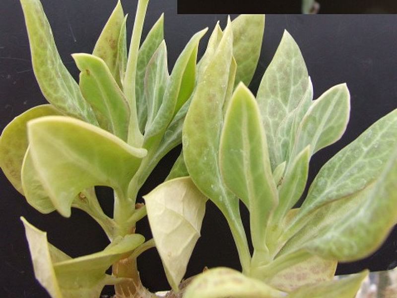 Senecio Nyikensis | Senecio | Asteraceae