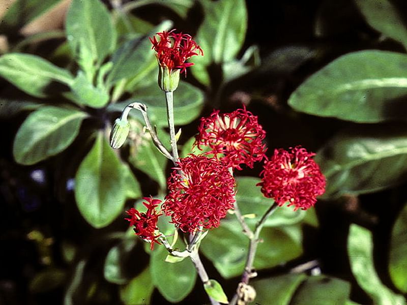 Senecio Nyikensis | Senecio | Asteraceae