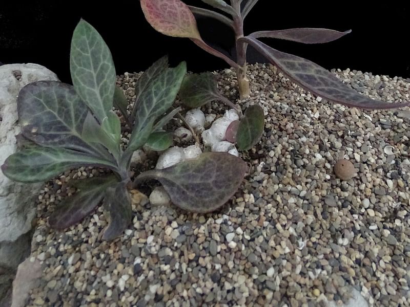 Senecio Nyikensis | Senecio | Asteraceae