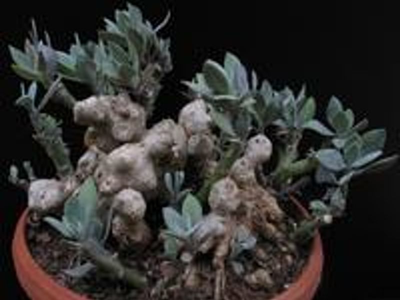 Senecio Nyikensis | Senecio | Asteraceae