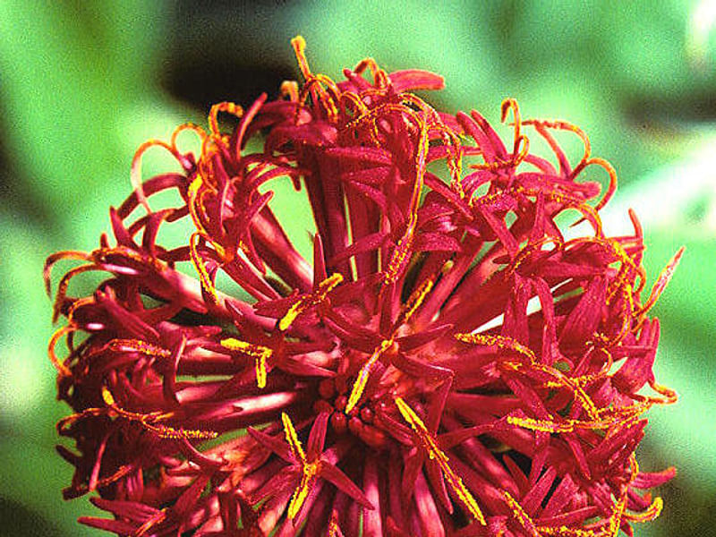 Senecio Nyikensis | Senecio | Asteraceae