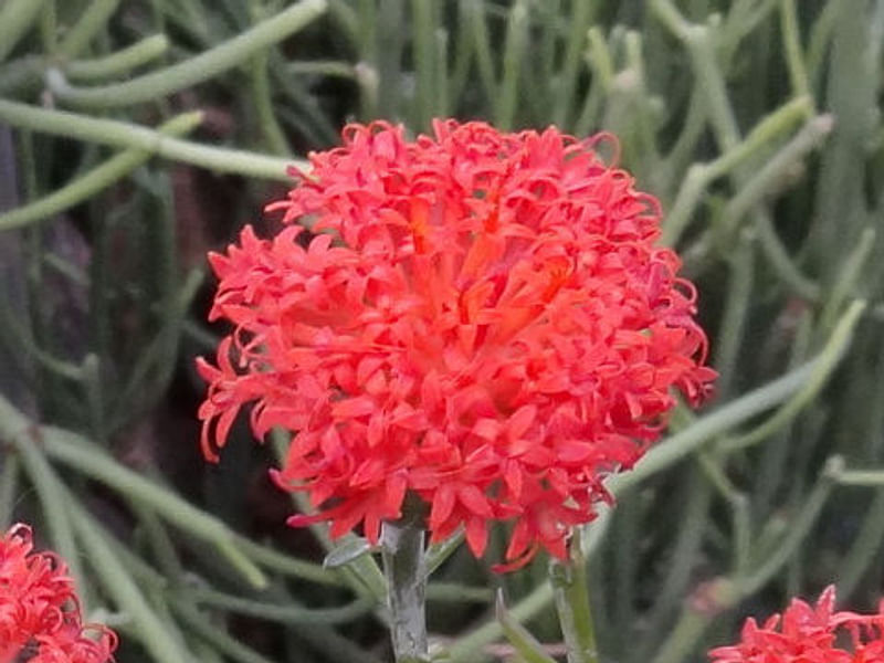 Senecio Nyikensis | Senecio | Asteraceae