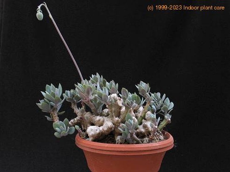Senecio Nyikensis | Senecio | Asteraceae