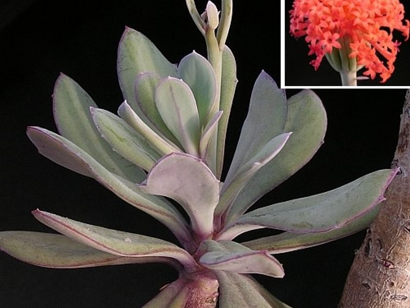 Senecio Nyikensis | Senecio | Asteraceae