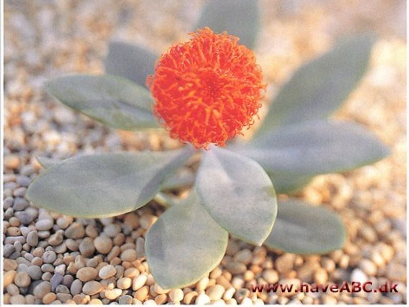 Senecio Nyikensis | Senecio | Asteraceae
