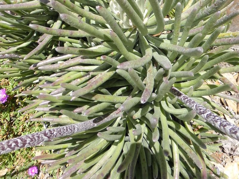 Senecio Pyramidatus | Senecio | Asteraceae