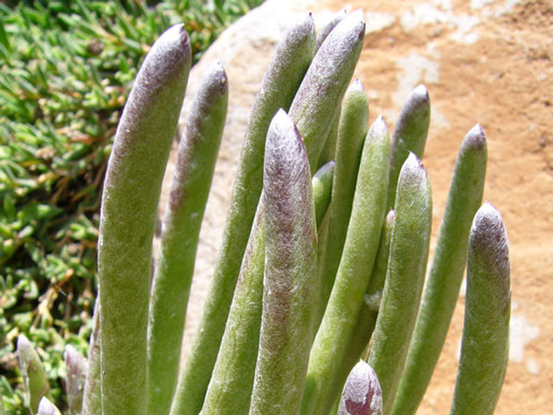 Senecio Pyramidatus | Senecio | Asteraceae