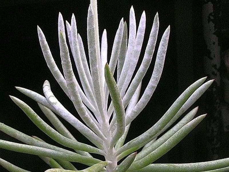 Senecio Pyramidatus | Senecio | Asteraceae