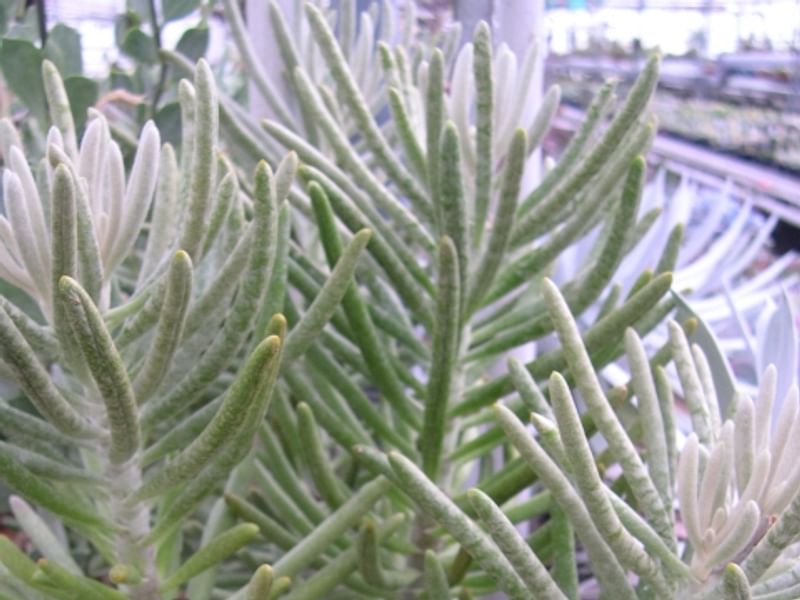 Senecio Pyramidatus | Senecio | Asteraceae