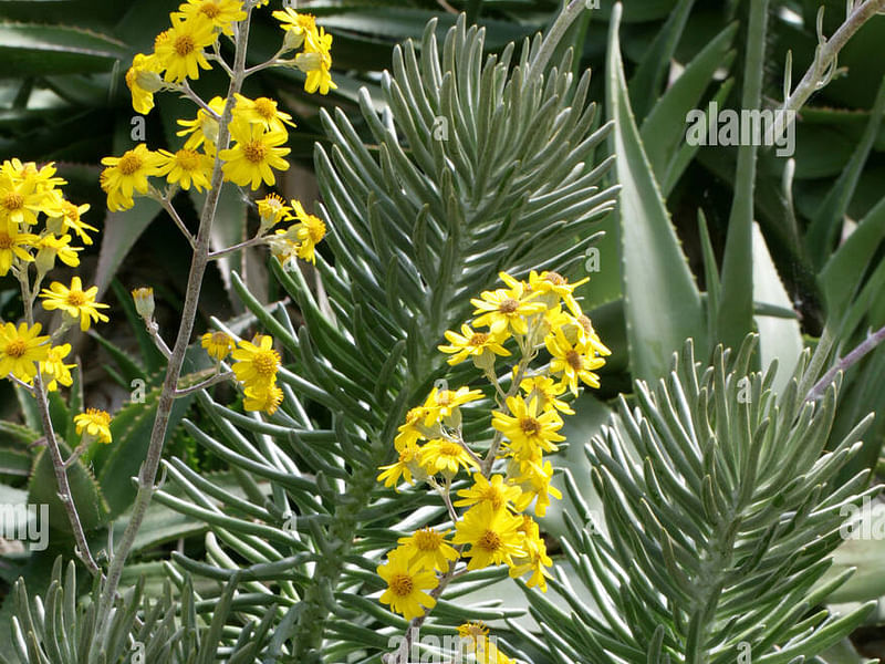 Senecio Pyramidatus | Senecio | Asteraceae