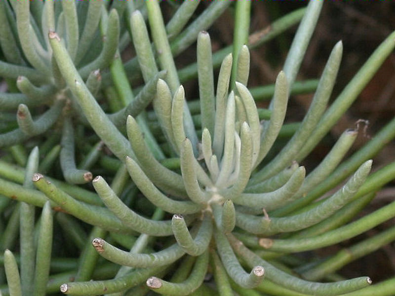 Senecio Pyramidatus | Senecio | Asteraceae