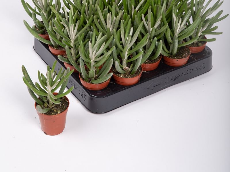Senecio Pyramidatus | Senecio | Asteraceae