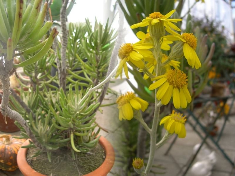 Senecio Pyramidatus | Senecio | Asteraceae