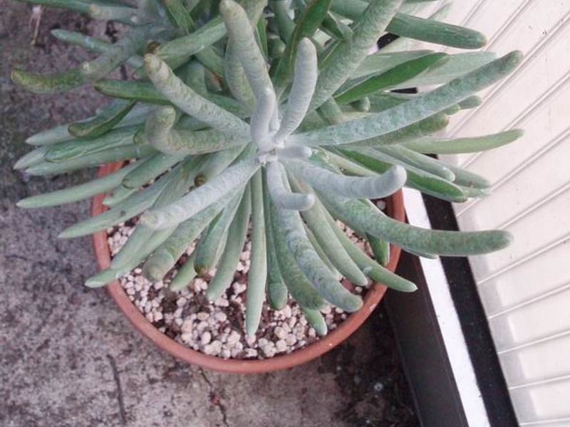 Senecio Pyramidatus | Senecio | Asteraceae
