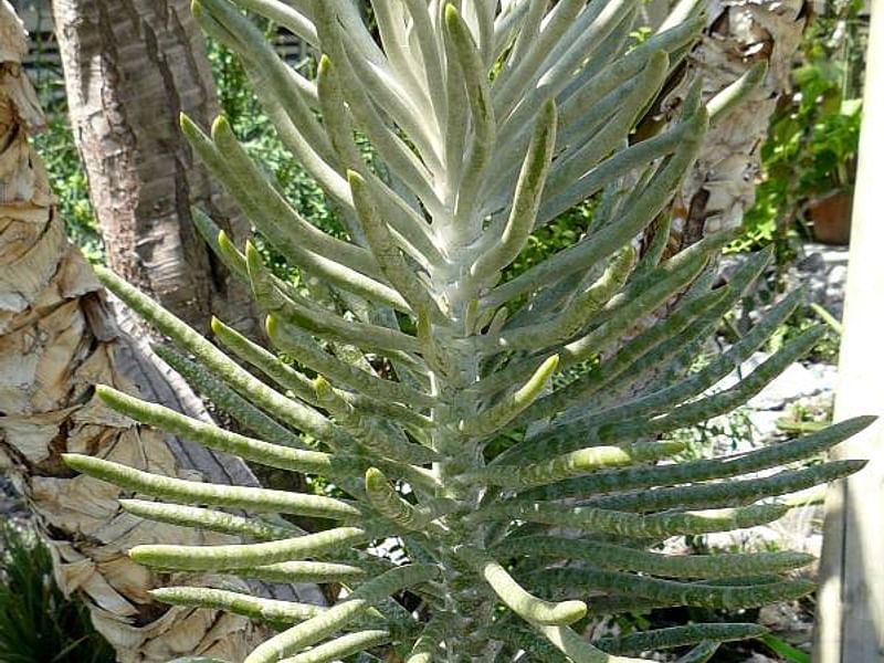 Senecio Pyramidatus | Senecio | Asteraceae