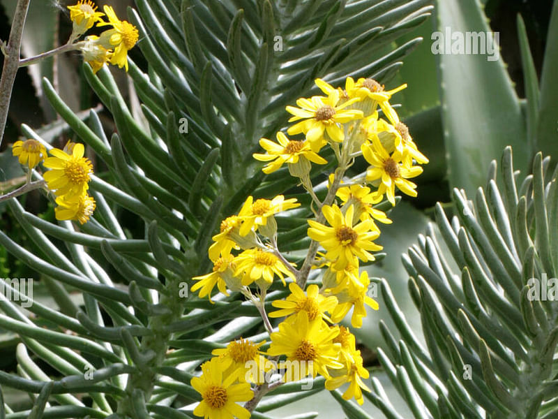 Senecio Pyramidatus | Senecio | Asteraceae